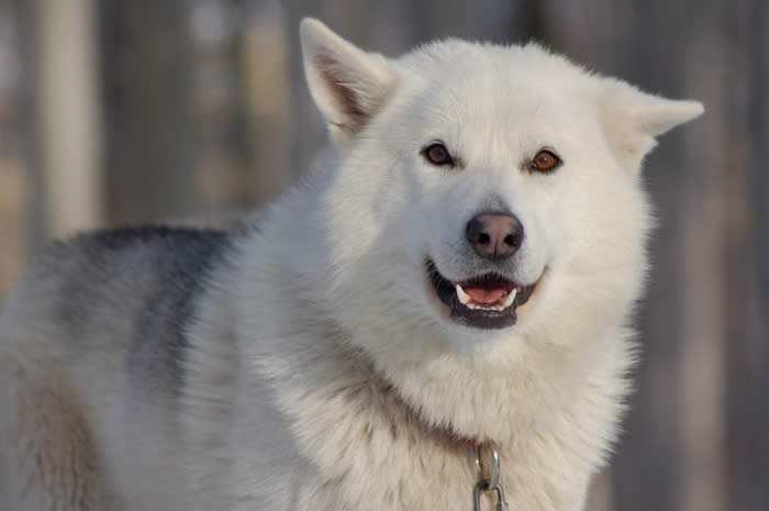 chien