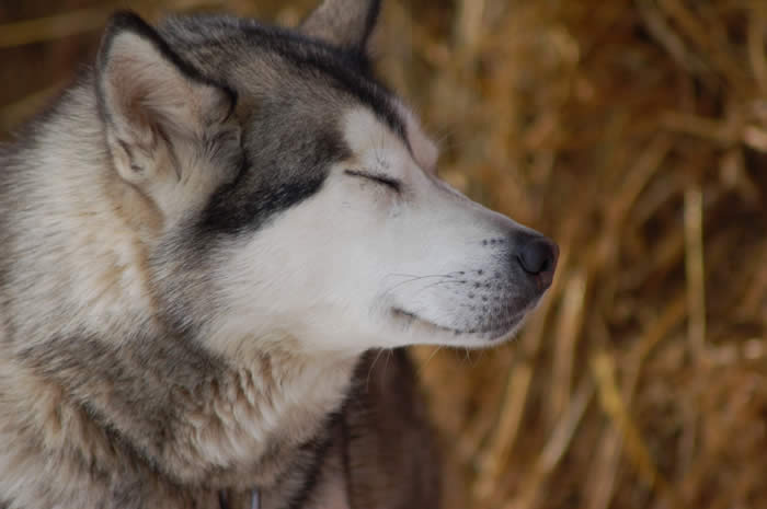 chien