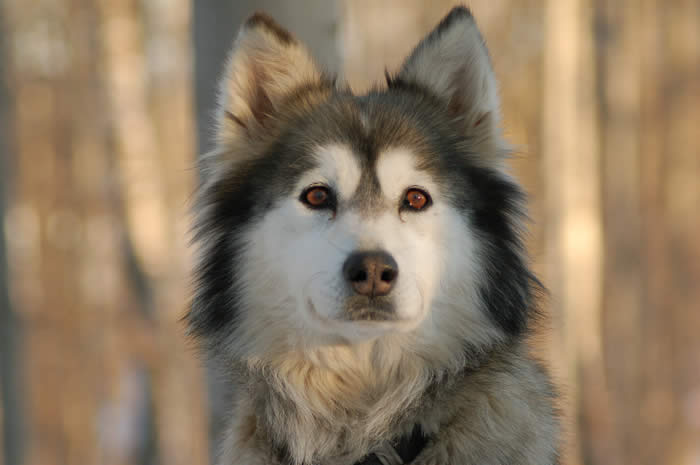 chien