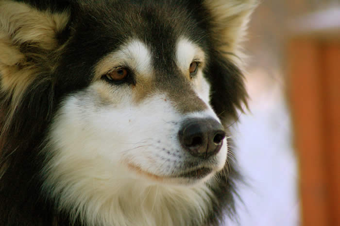 chien