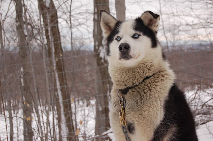 chien