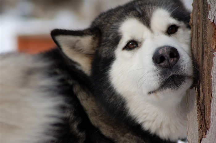 chien