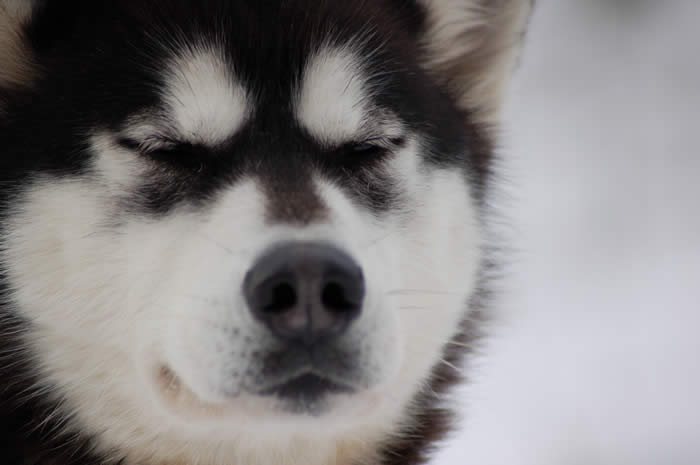 chien