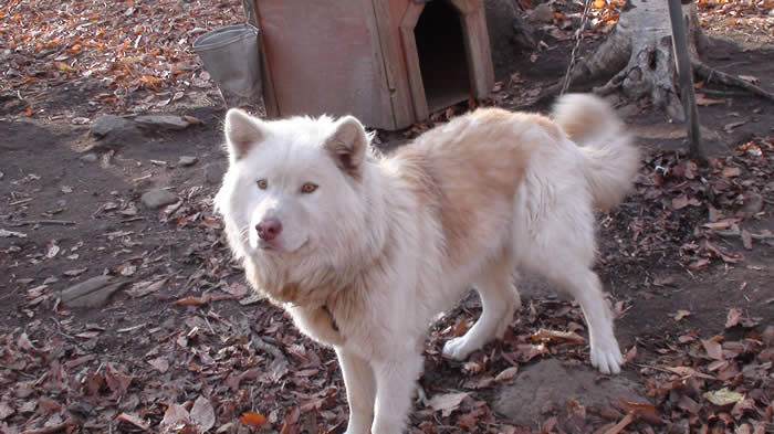chien