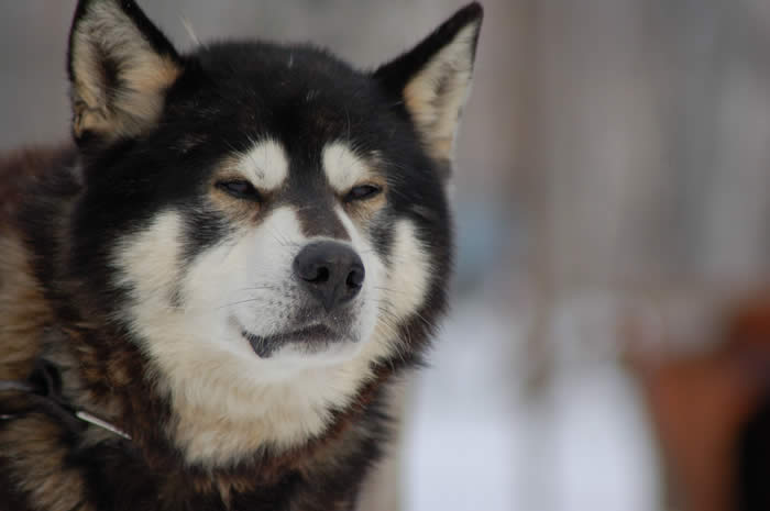 chien