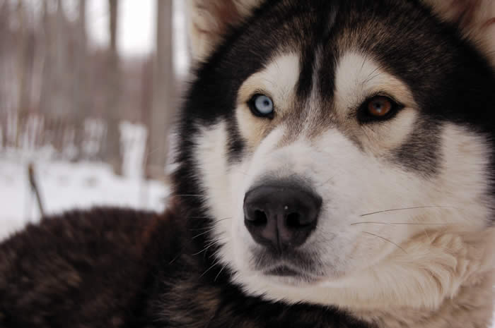 chien