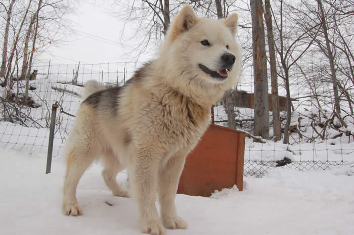 chien