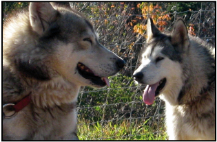 village canin estival
