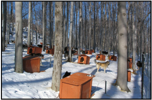 village canin hivernal